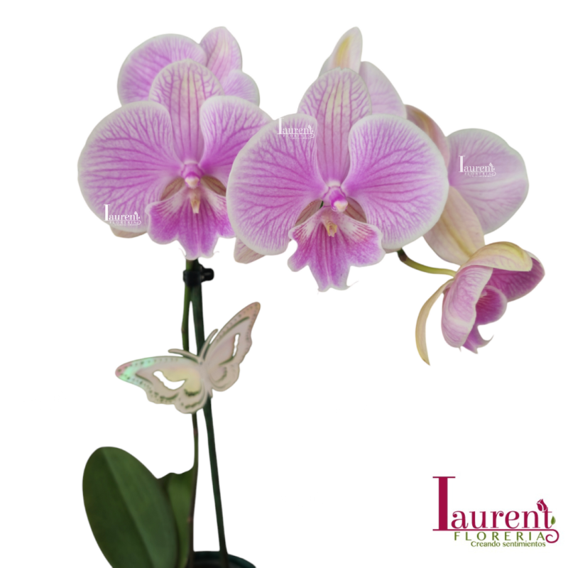 planta de orquídea