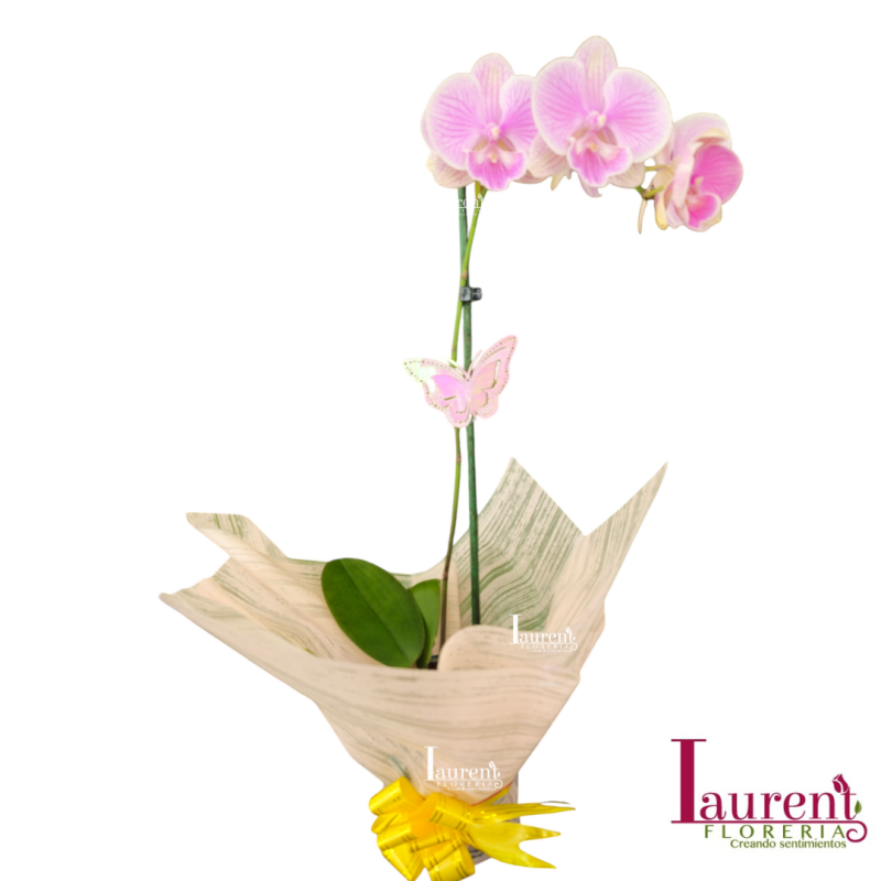 planta de orquídea