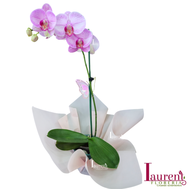planta de orquídea